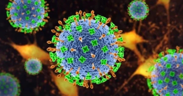 Vi rut Nipah nguy hiem nhu the nao